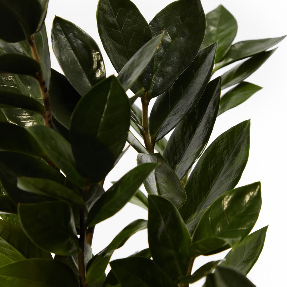 Набор растений с редким поливом