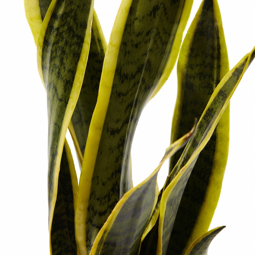 Набор растений с редким поливом