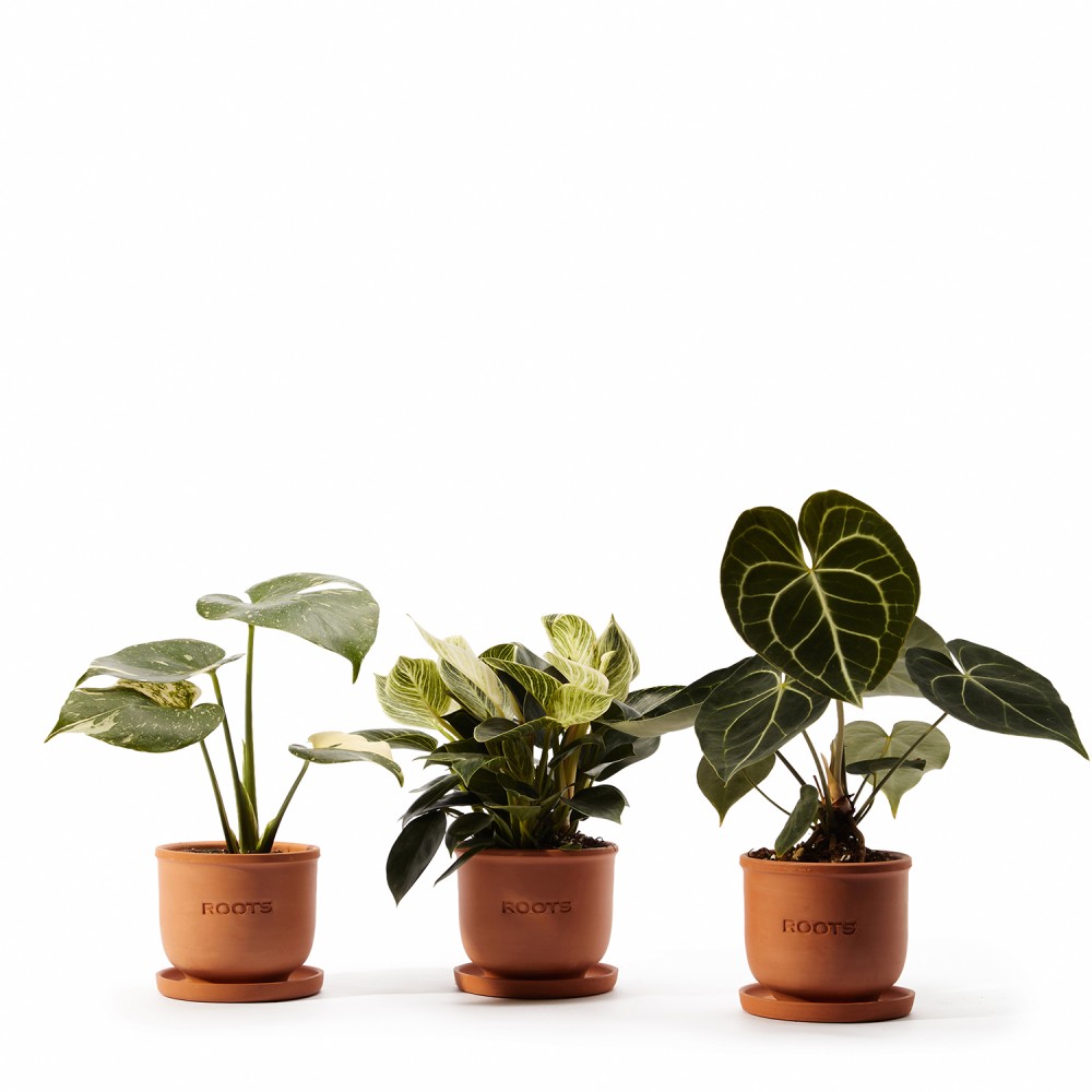 Набор растений декоративно-лиственные