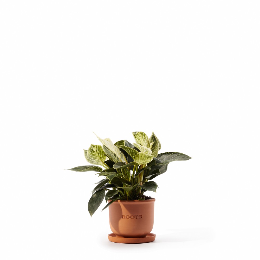 Набор растений декоративно-лиственные