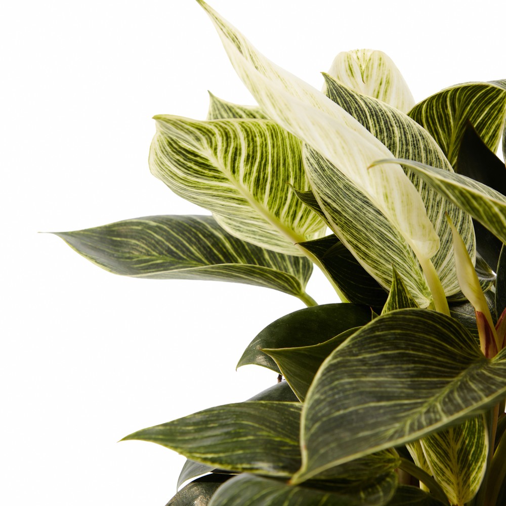 Набор растений декоративно-лиственные