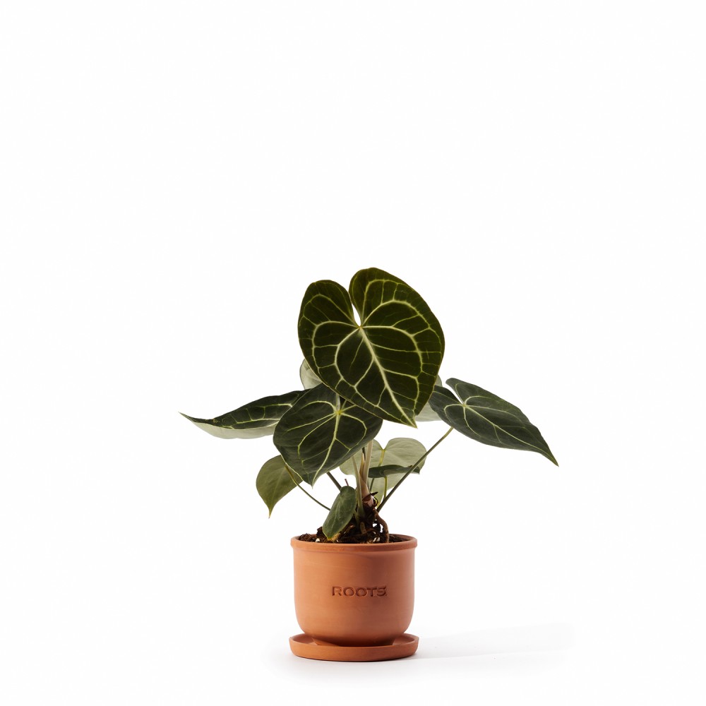 Набор растений декоративно-лиственные