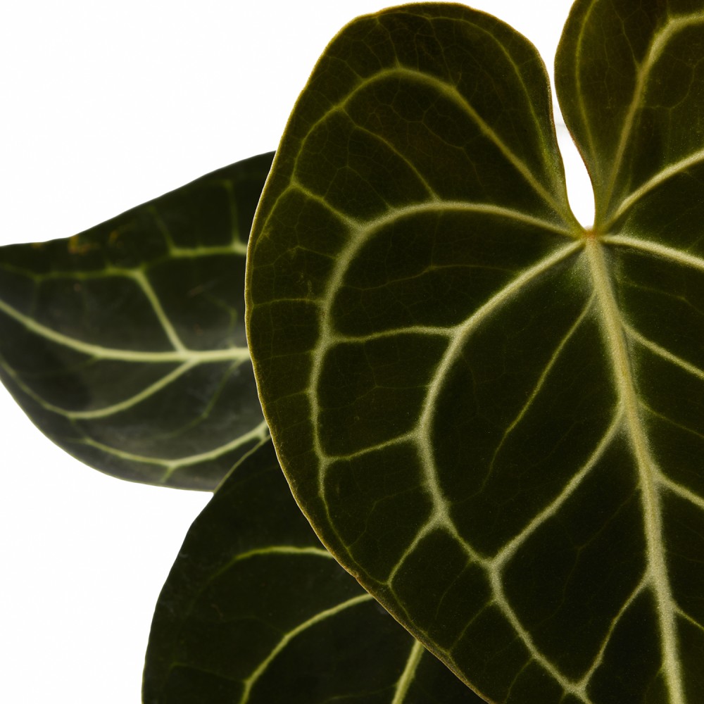 Набор растений декоративно-лиственные