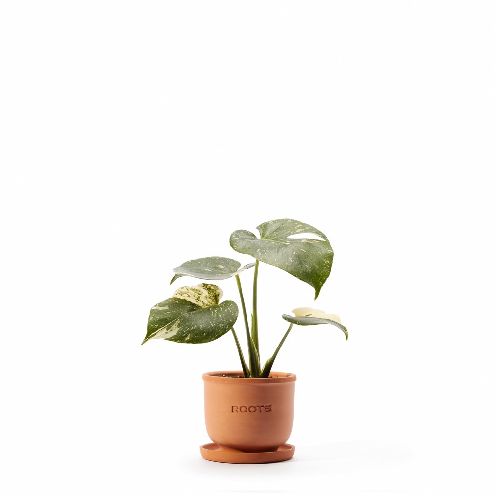 Набор растений декоративно-лиственные