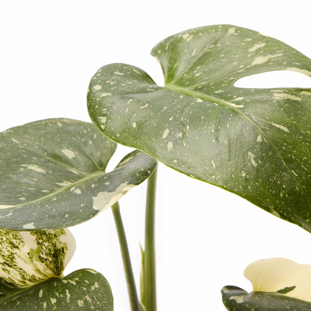 Набор растений декоративно-лиственные