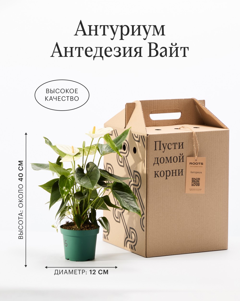 Антуриум Антедезия вайт Антуриум Антедезия вайт