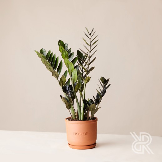 Замиокулькас Равен d17 Комнатное растение