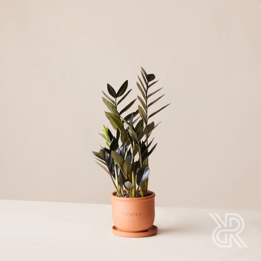 Замиокулькас Равен d12 Комнатное растение