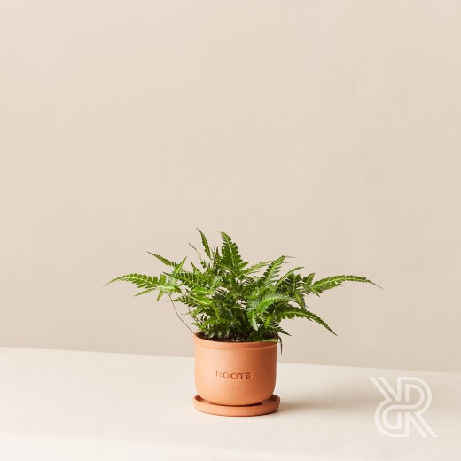 Румора вариега d12 Комнатное растение