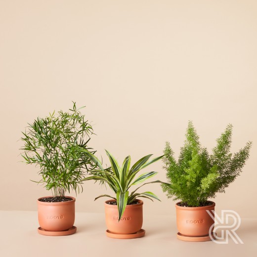 Plants set 18 Комнатное растение