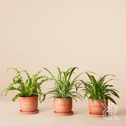 Plants set 17 Комнатное растение