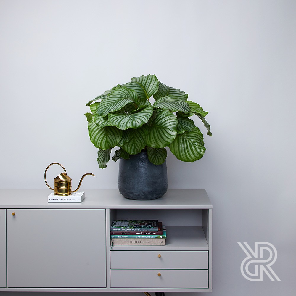 Кашпо d24 Dark Grey Кашпо d24 Dark Grey